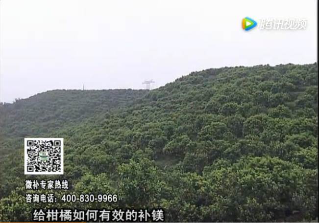 20170522珠江臺搖錢樹：柑橘落果黃葉是缺鎂？