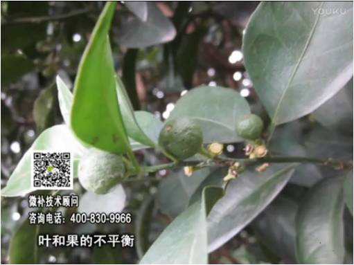 20170501珠江臺搖錢樹：柑橘噴施微補果力+碧力、淋根力鈣+沖力鎂，穩(wěn)果少落果，促根壯長勢