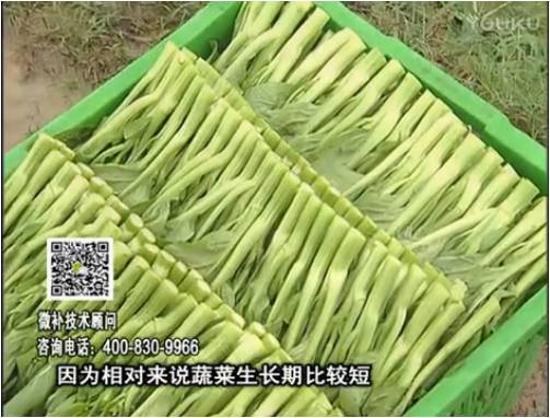 20170306珠江臺搖錢樹：蔬菜澆施微補(bǔ)根力鈣+精力，提高蔬菜長勢，減少病害，提高收益