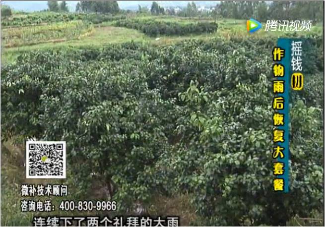 20170626珠江臺搖錢樹：果樹蔬菜長勢弱落果？
