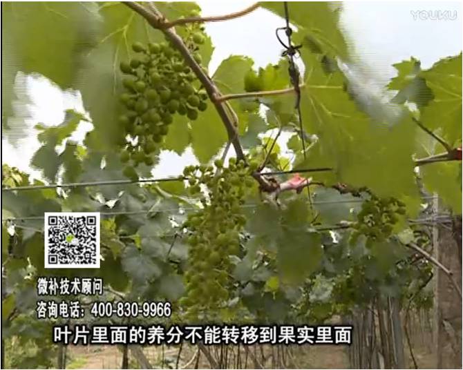20170717珠江臺搖錢樹：果實補鈣充足，噴施螯合鈣+精華液+保葉素，品質(zhì)高、耐存儲