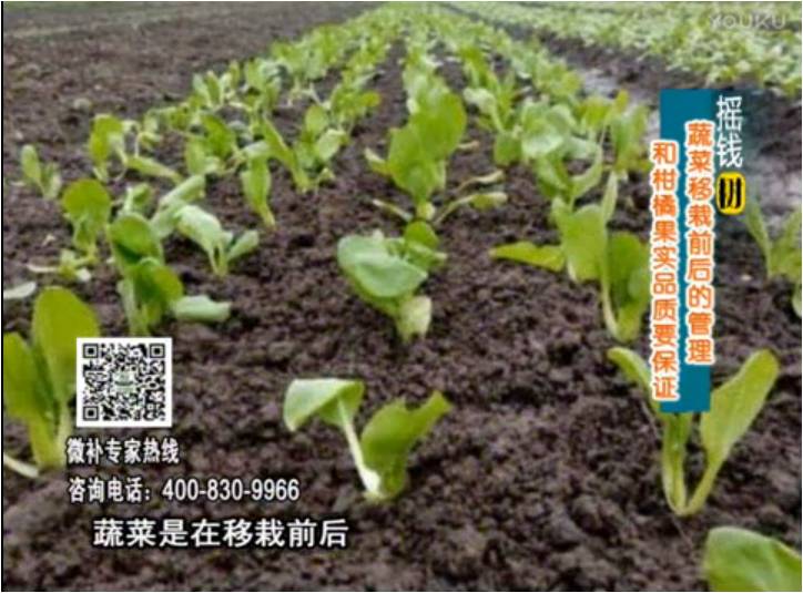 20170814珠江臺搖錢樹：蔬菜澆施微補，調(diào)酸促根，健壯長勢