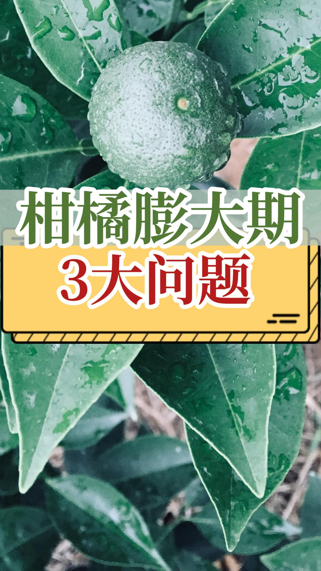 柑橘膨大期常見的3個(gè)問題