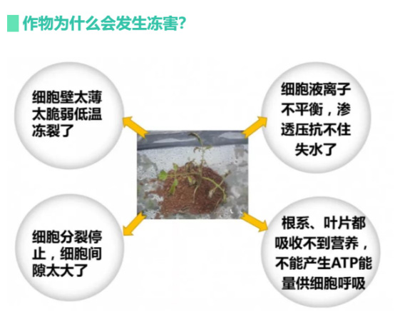讓作物安全過冬的實(shí)用小妙招，速看