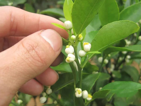沃柑茂谷柑來花多要疏花，促花工作就不做了，小心花多不壯