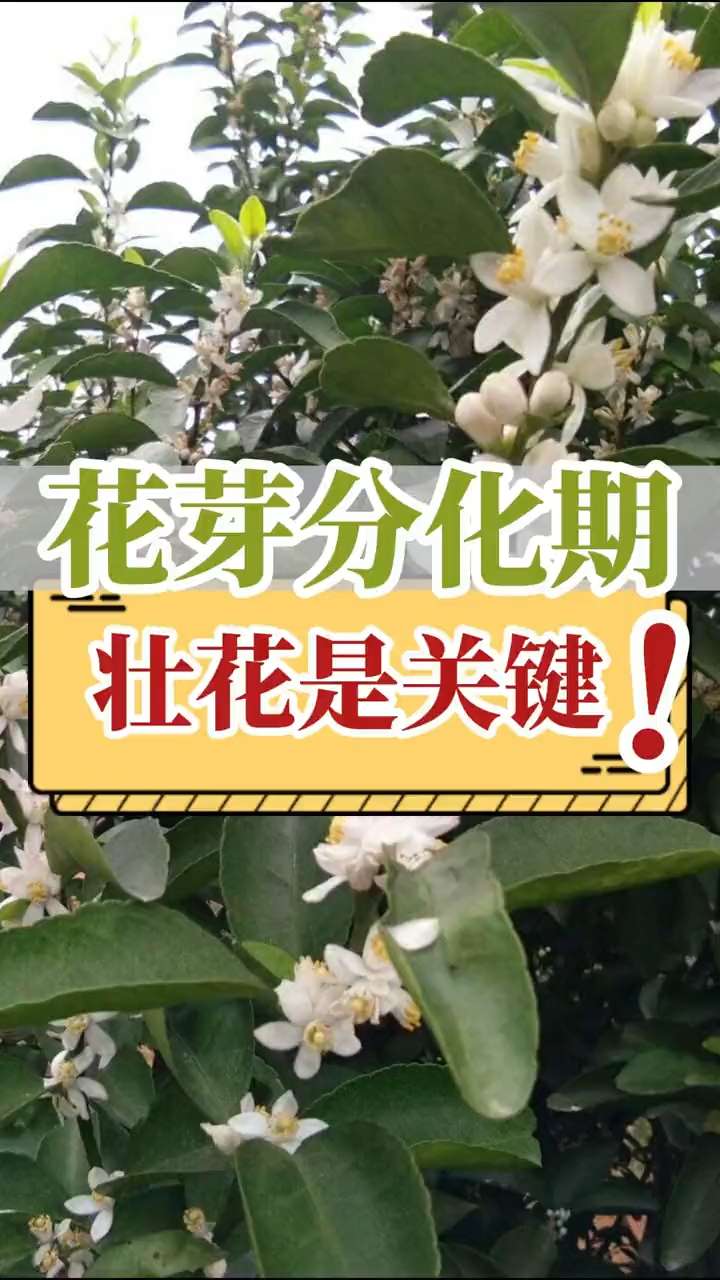 花芽分化期，壯花是關(guān)鍵！