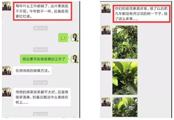 秋梢期，柑橘果農(nóng)都在做這件事……