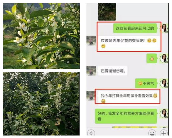 秋梢期，柑橘果農(nóng)都在做這件事……