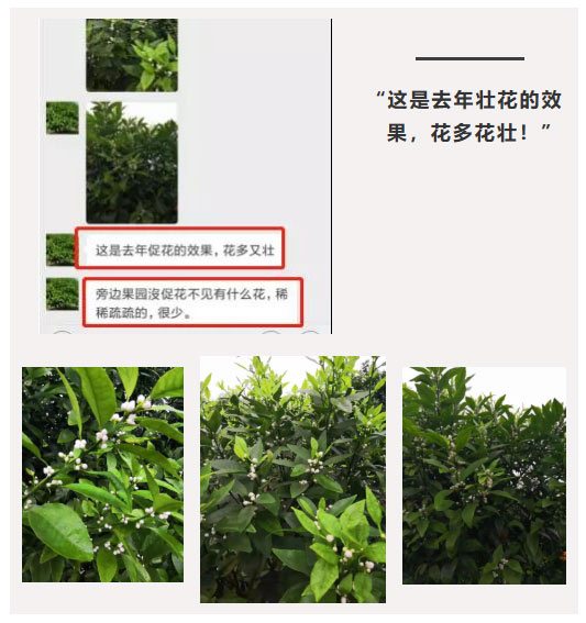 秋梢期，柑橘果農(nóng)都在做這件事……