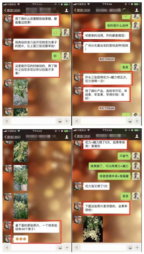 荔枝園連年高產(chǎn)，秘訣在這里