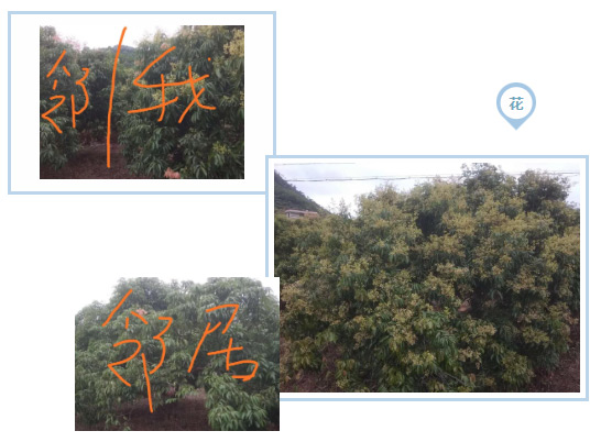 荔枝園連年高產(chǎn)，秘訣在這里